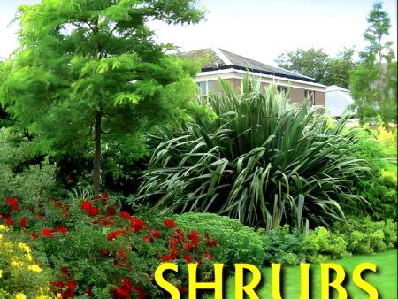 Shrubs: A gardener s handbook on Sale