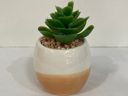 POSITIVE VIBE ASST SUCCULENTS-4094 Supply